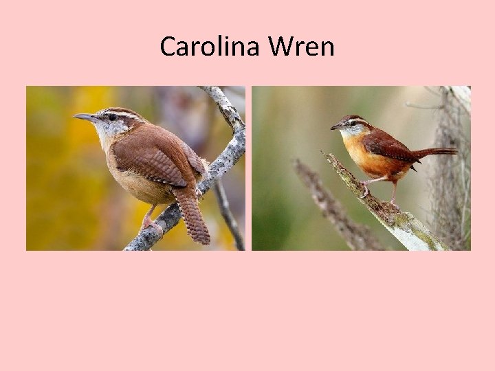 Carolina Wren 