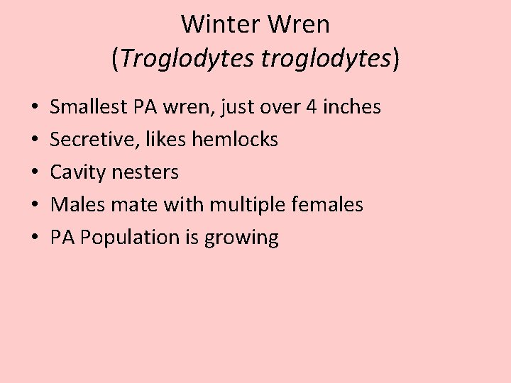 Winter Wren (Troglodytes troglodytes) • • • Smallest PA wren, just over 4 inches