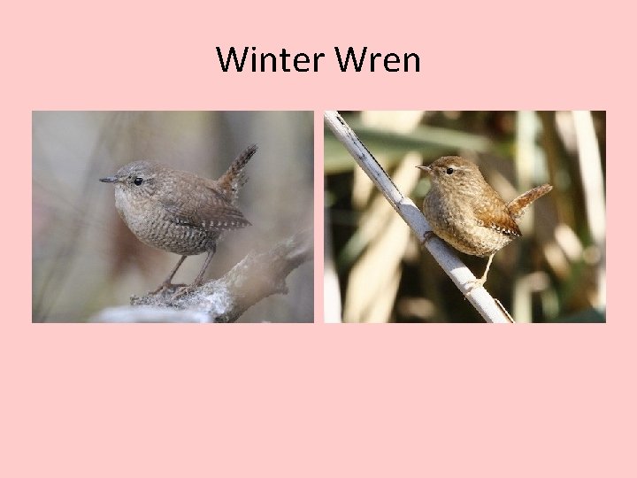 Winter Wren 