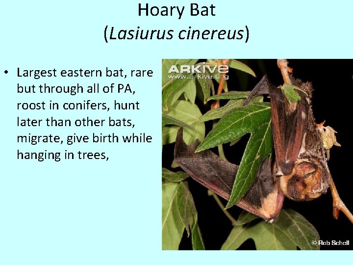 Hoary Bat (Lasiurus cinereus) • Largest eastern bat, rare but through all of PA,