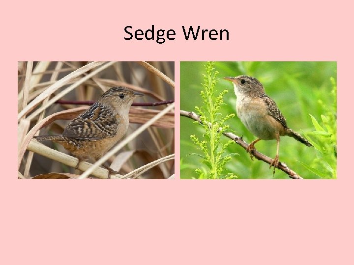 Sedge Wren 