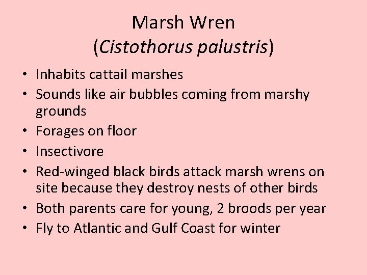 Marsh Wren (Cistothorus palustris) • Inhabits cattail marshes • Sounds like air bubbles coming