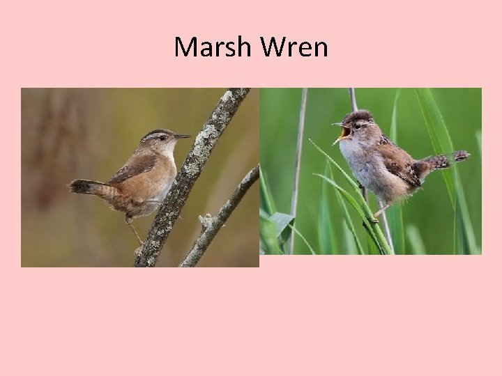 Marsh Wren 
