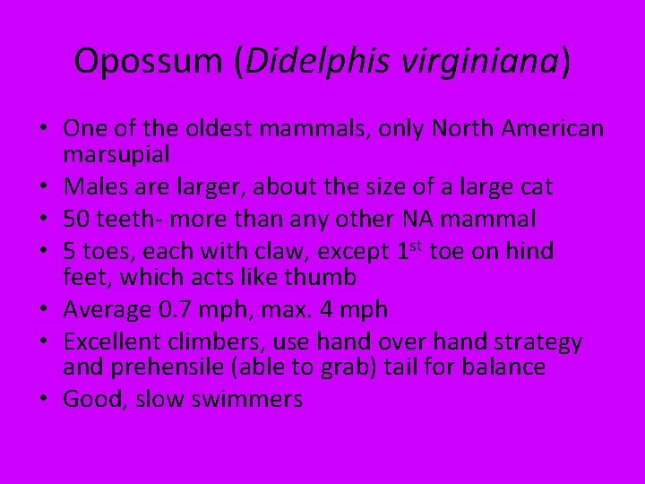 Opossum (Didelphis virginiana) • One of the oldest mammals, only North American marsupial •