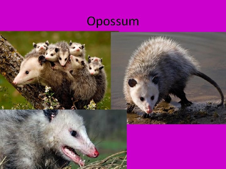 Opossum 