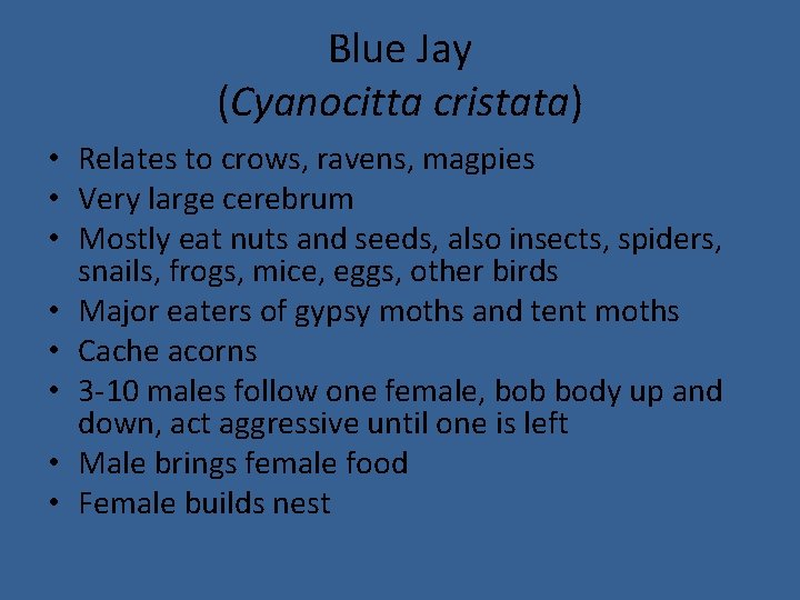 Blue Jay (Cyanocitta cristata) • Relates to crows, ravens, magpies • Very large cerebrum