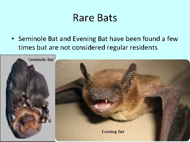 Rare Bats • Seminole Bat and Evening Bat have been found a few times