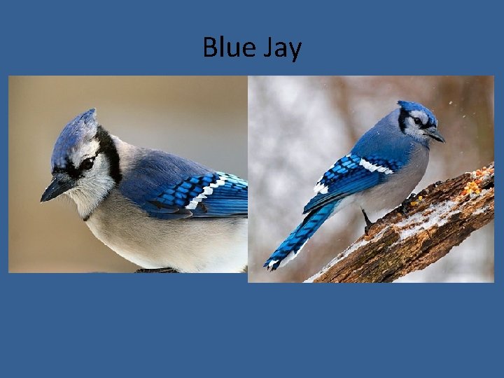 Blue Jay 