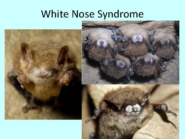White Nose Syndrome 