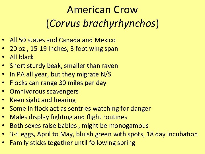 American Crow (Corvus brachyrhynchos) • • • • All 50 states and Canada and