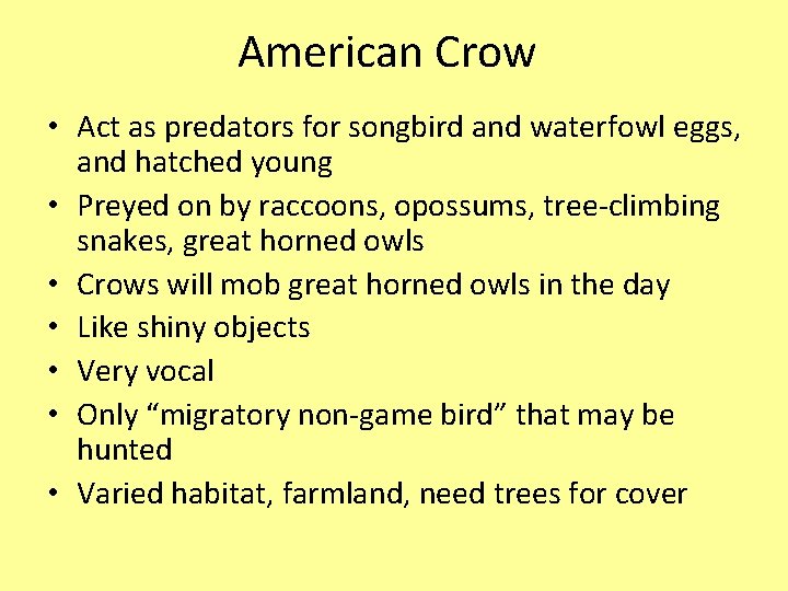 American Crow • Act as predators for songbird and waterfowl eggs, and hatched young