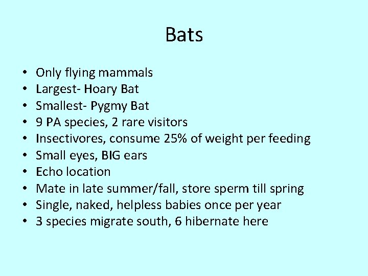 Bats • • • Only flying mammals Largest- Hoary Bat Smallest- Pygmy Bat 9