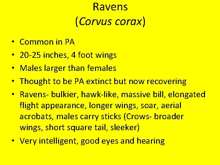 Ravens (Corvus corax) Common in PA 20 -25 inches, 4 foot wings Males larger