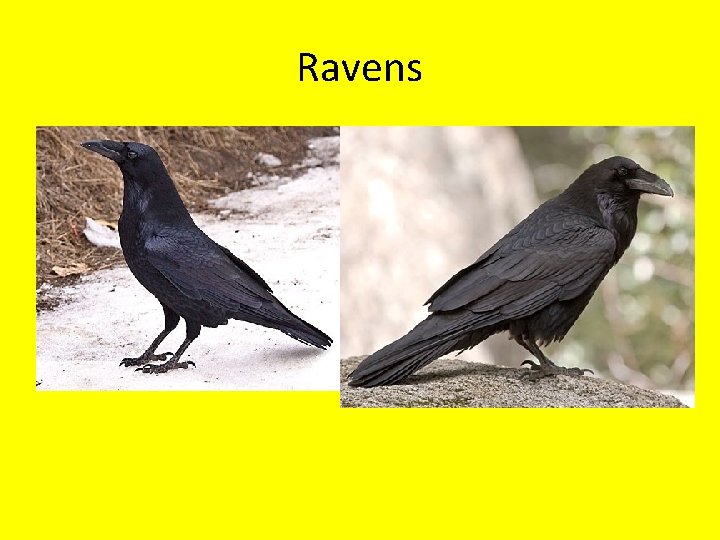 Ravens 