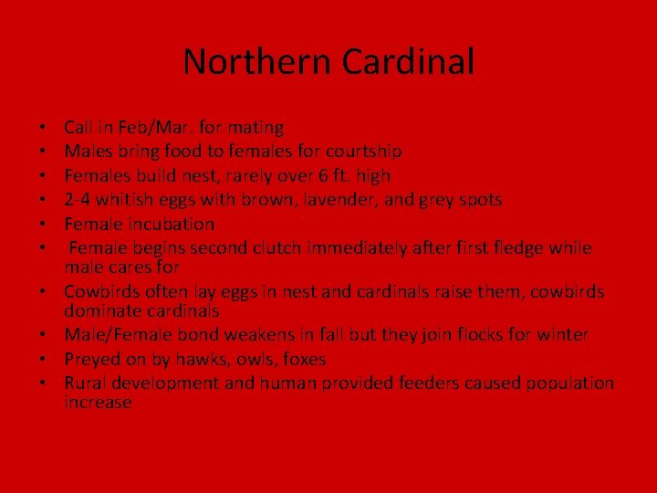Northern Cardinal • • • Call in Feb/Mar. for mating Males bring food to