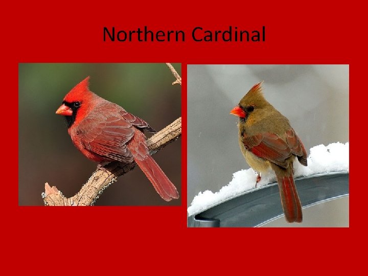 Northern Cardinal 