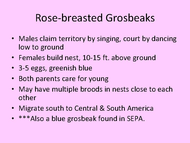 Rose-breasted Grosbeaks • Males claim territory by singing, court by dancing low to ground