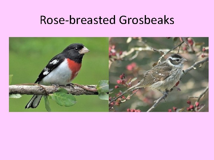 Rose-breasted Grosbeaks 