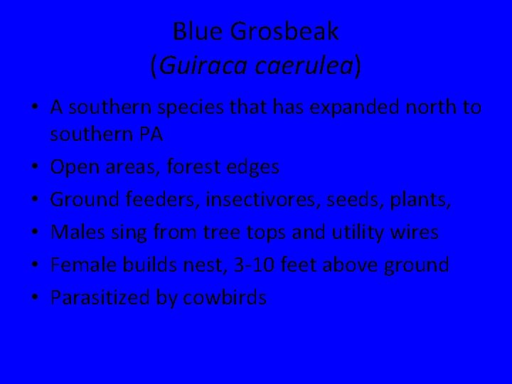 Blue Grosbeak (Guiraca caerulea) • A southern species that has expanded north to southern