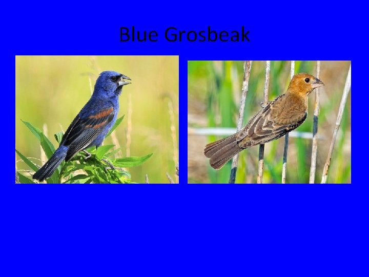 Blue Grosbeak 
