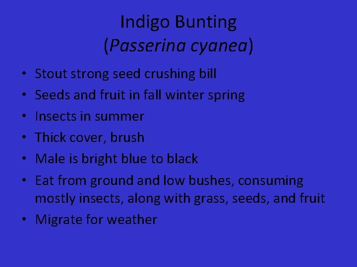 Indigo Bunting (Passerina cyanea) Stout strong seed crushing bill Seeds and fruit in fall