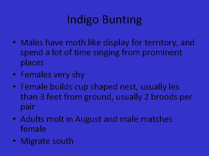 Indigo Bunting • Males have moth like display for territory, and spend a lot