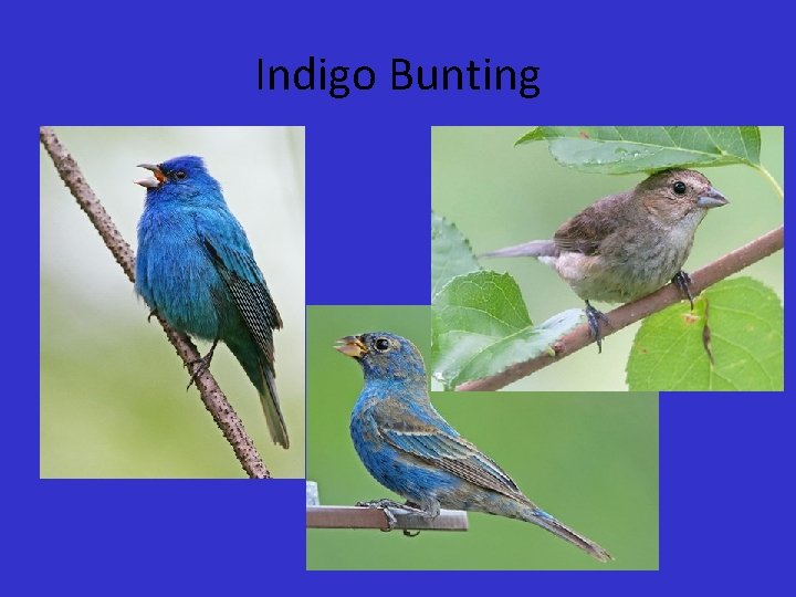 Indigo Bunting 