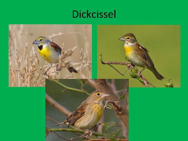 Dickcissel 