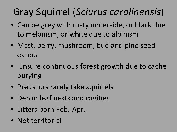 Gray Squirrel (Sciurus carolinensis) • Can be grey with rusty underside, or black due