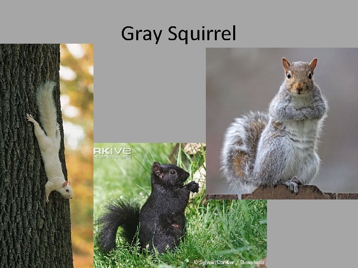 Gray Squirrel 