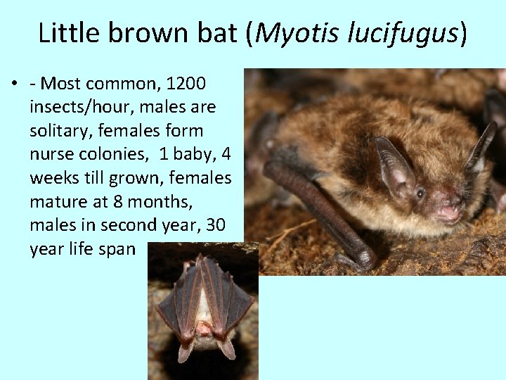 Little brown bat (Myotis lucifugus) • - Most common, 1200 insects/hour, males are solitary,