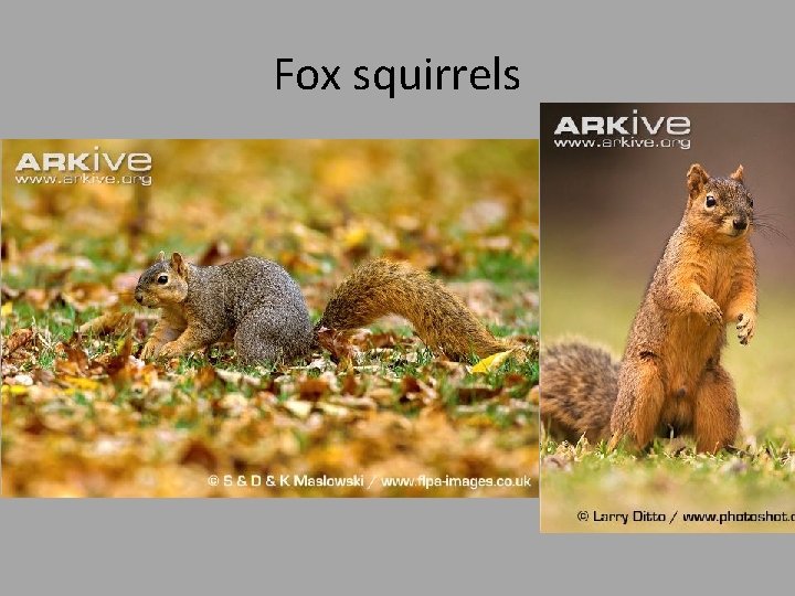 Fox squirrels 