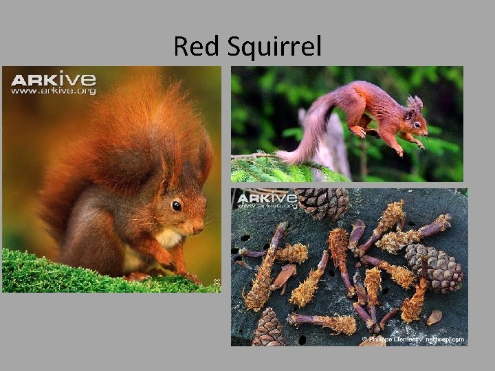 Red Squirrel 