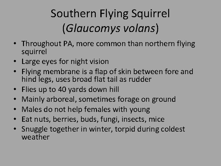 Southern Flying Squirrel (Glaucomys volans) • Throughout PA, more common than northern flying squirrel