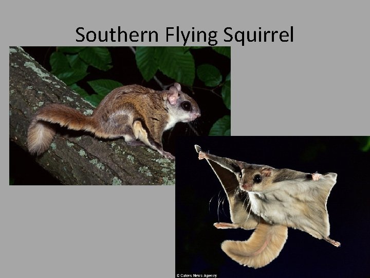 Southern Flying Squirrel 