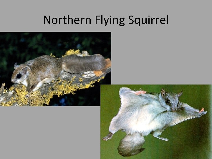 Northern Flying Squirrel 