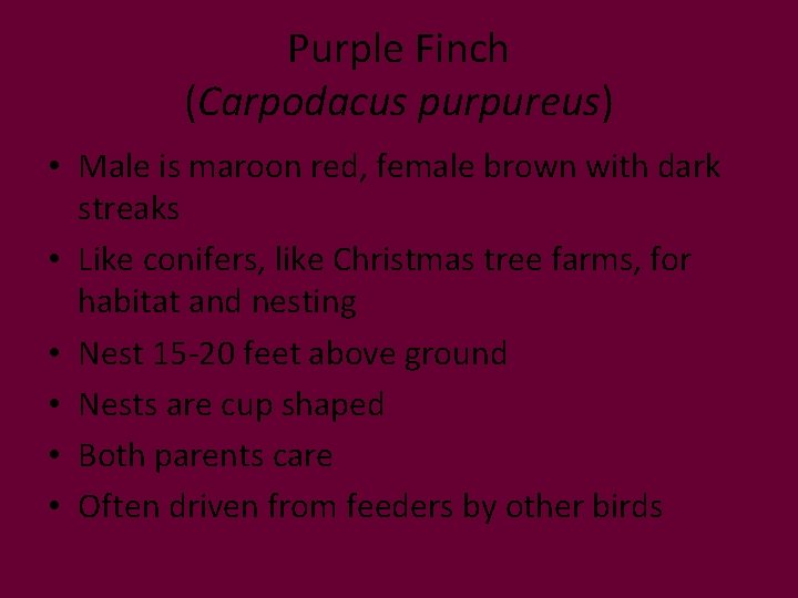 Purple Finch (Carpodacus purpureus) • Male is maroon red, female brown with dark streaks