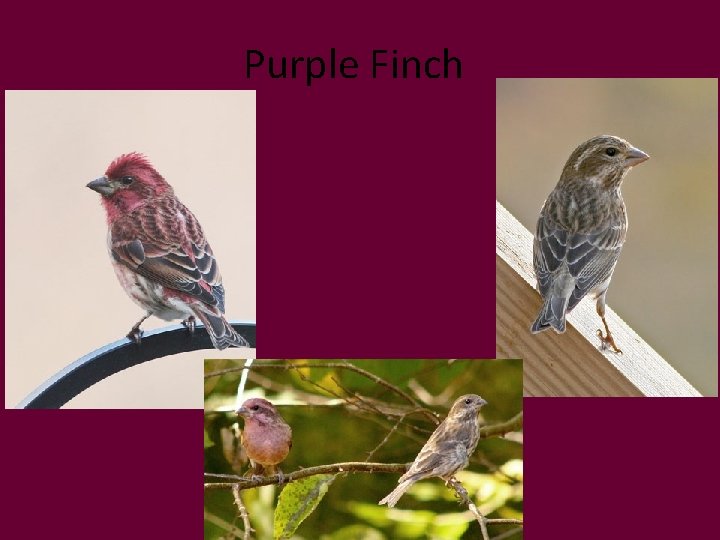 Purple Finch 