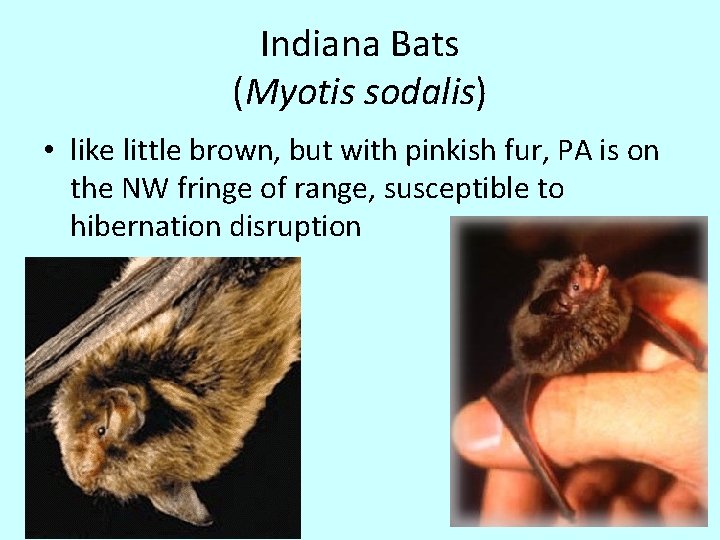 Indiana Bats (Myotis sodalis) • like little brown, but with pinkish fur, PA is