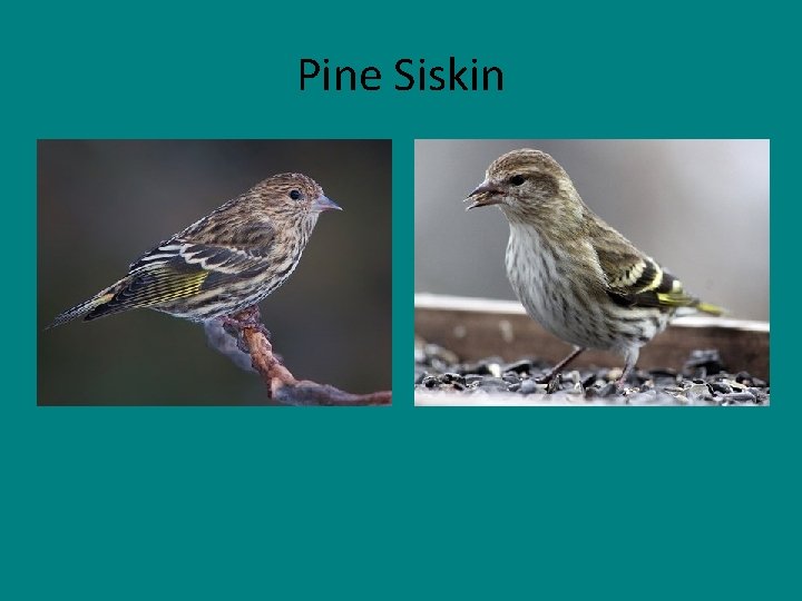 Pine Siskin 