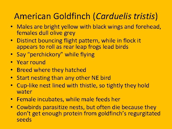 American Goldfinch (Carduelis tristis) • Males are bright yellow with black wings and forehead,