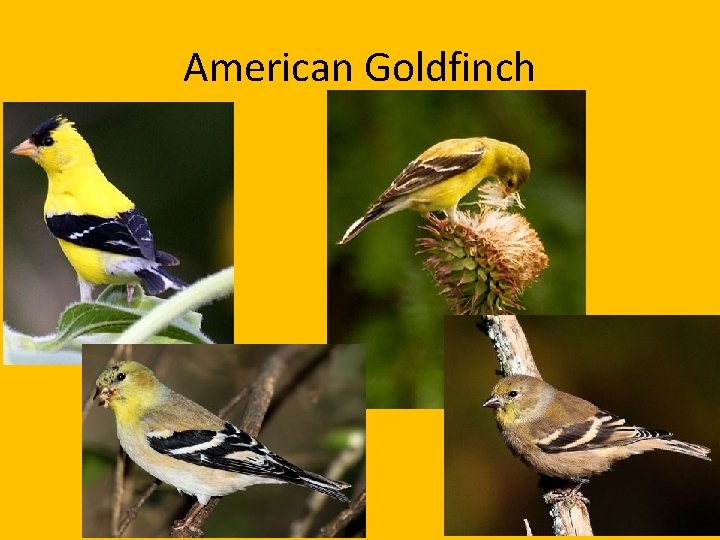 American Goldfinch 