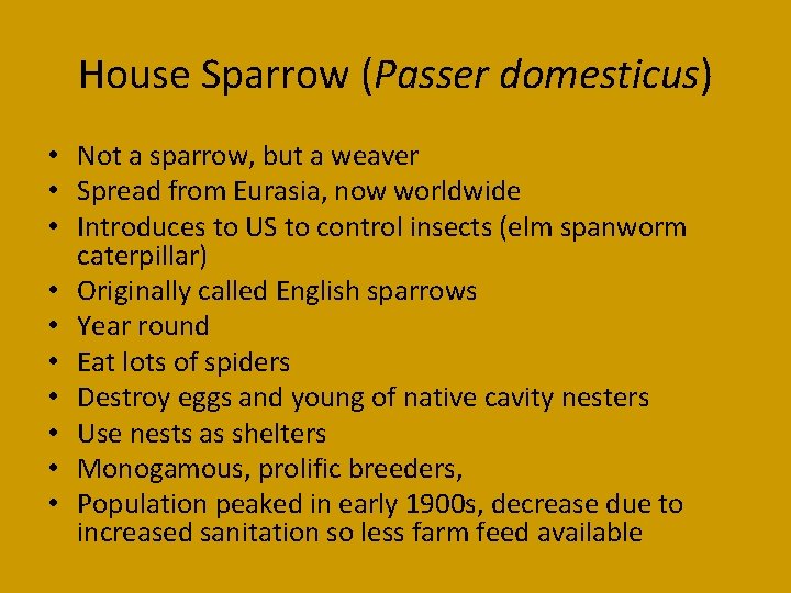 House Sparrow (Passer domesticus) • Not a sparrow, but a weaver • Spread from