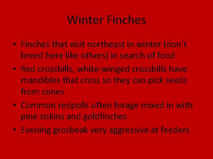 Winter Finches • Finches that visit northeast in winter (don’t breed here like others)