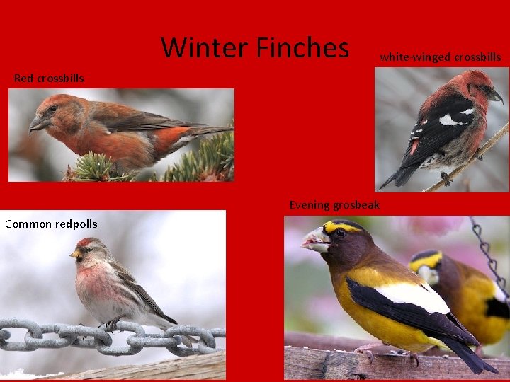 Winter Finches Red crossbills Evening grosbeak Common redpolls white-winged crossbills 