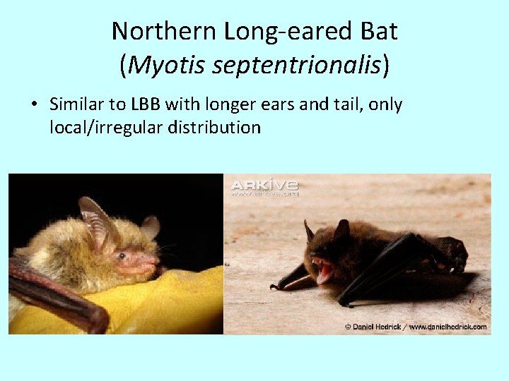 Northern Long-eared Bat (Myotis septentrionalis) • Similar to LBB with longer ears and tail,