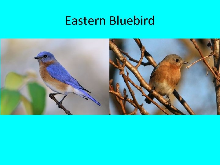 Eastern Bluebird 