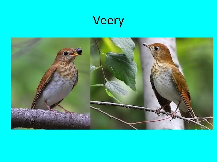 Veery 