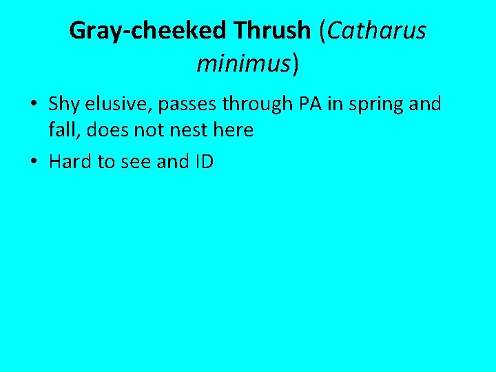 Gray-cheeked Thrush (Catharus minimus) • Shy elusive, passes through PA in spring and fall,