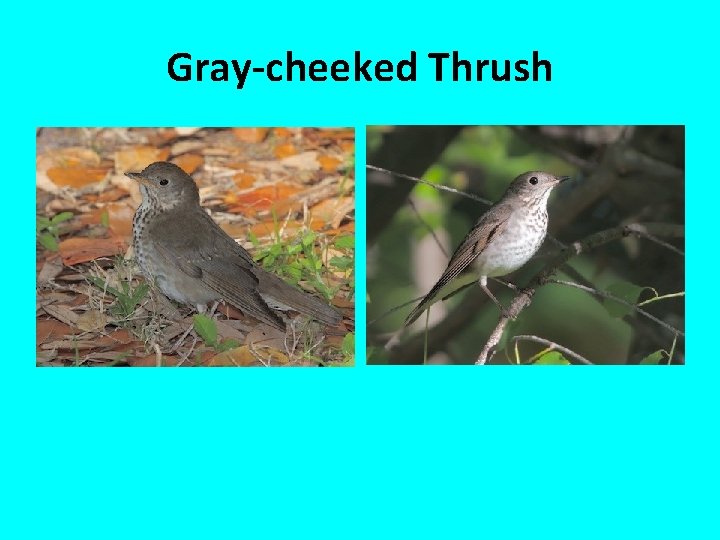 Gray-cheeked Thrush 